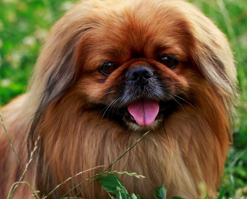 Lo que me enseñó Tofi sobre amor, pérdida y gratitud